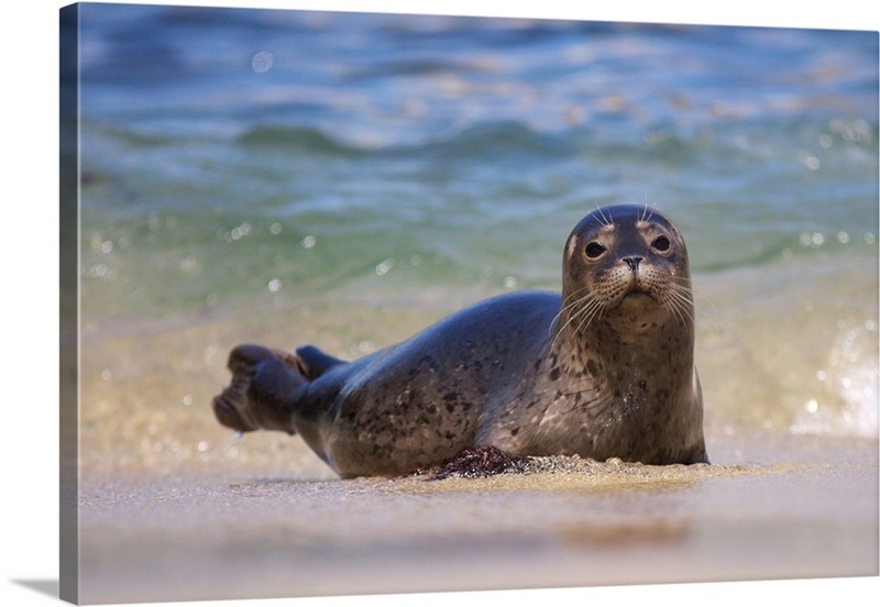 La Jolla Cove, San Diego Harbor Seal on the Beach available as Framed  Prints, Photos, Wall Art and Photo Gifts