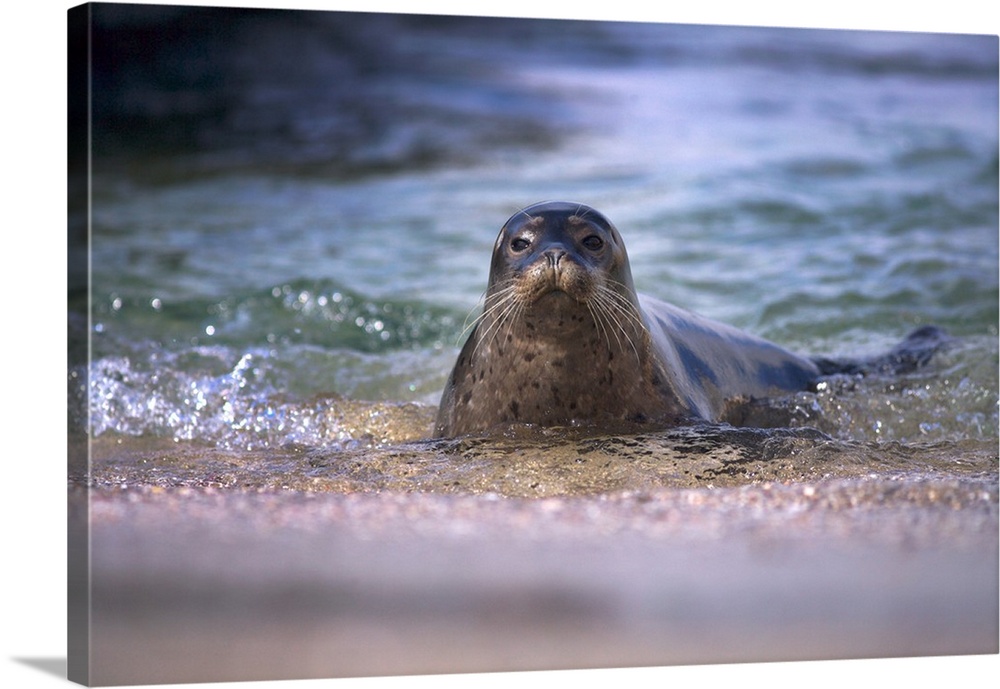USA, California, La Jolla. Baby harbor seal in beach water.