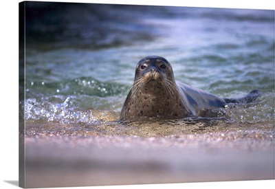 California, La Jolla. Baby harbor seal in beach water