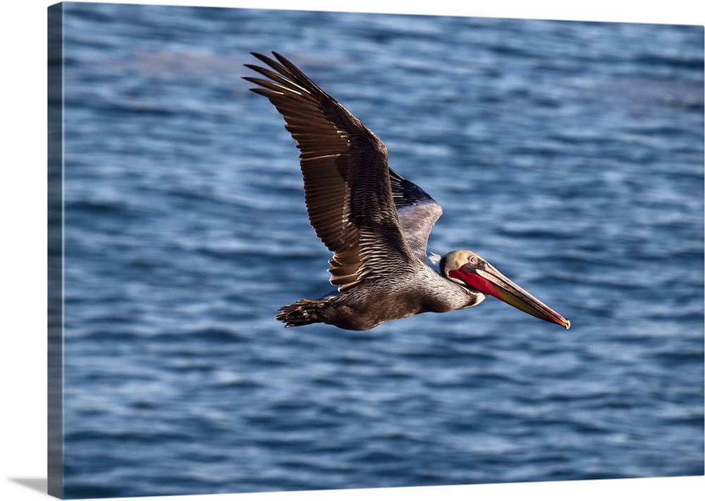 USA, California, La Jolla, Brown pelican with breeding plummage near La Jolla Cove