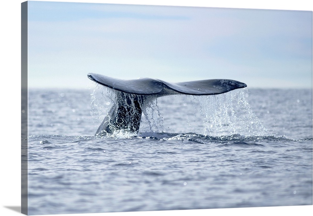 USA, California, La Jolla. Gray whale tail in dive.