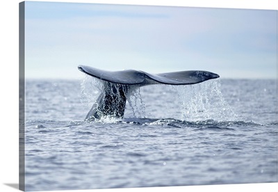 California, La Jolla. Gray whale tail in dive