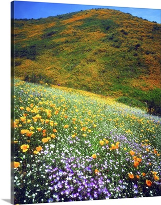 California, Lake Elsinore, variety of wildflowers covering a hillside