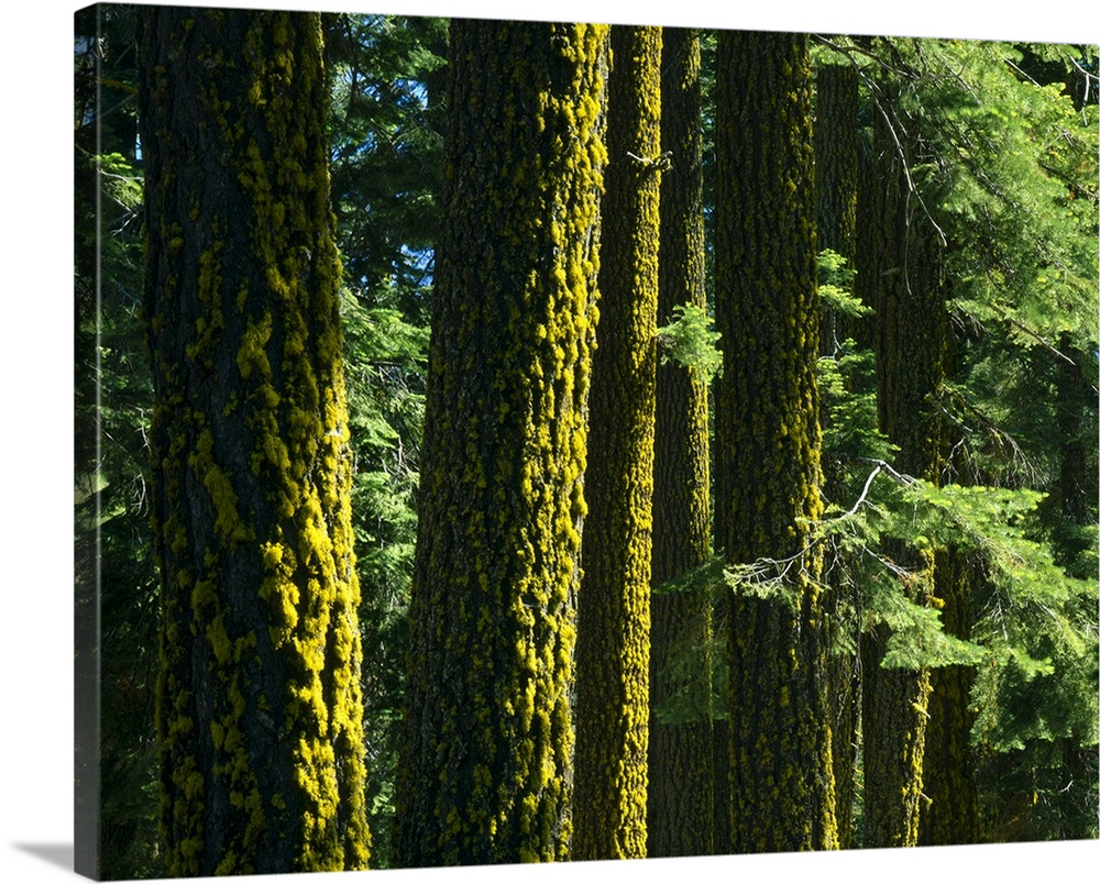 California. USA. Lichen on trunks of Douglas fir trees (Pseudotsuga menziesii) . Lassen National Forest.