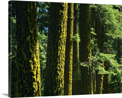 California. Lichen on trunks of Douglas fir trees. Lassen National Forest