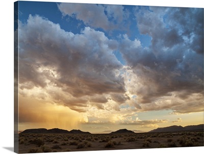 California, Mojave National Preserve. Desert rain squall at sunset