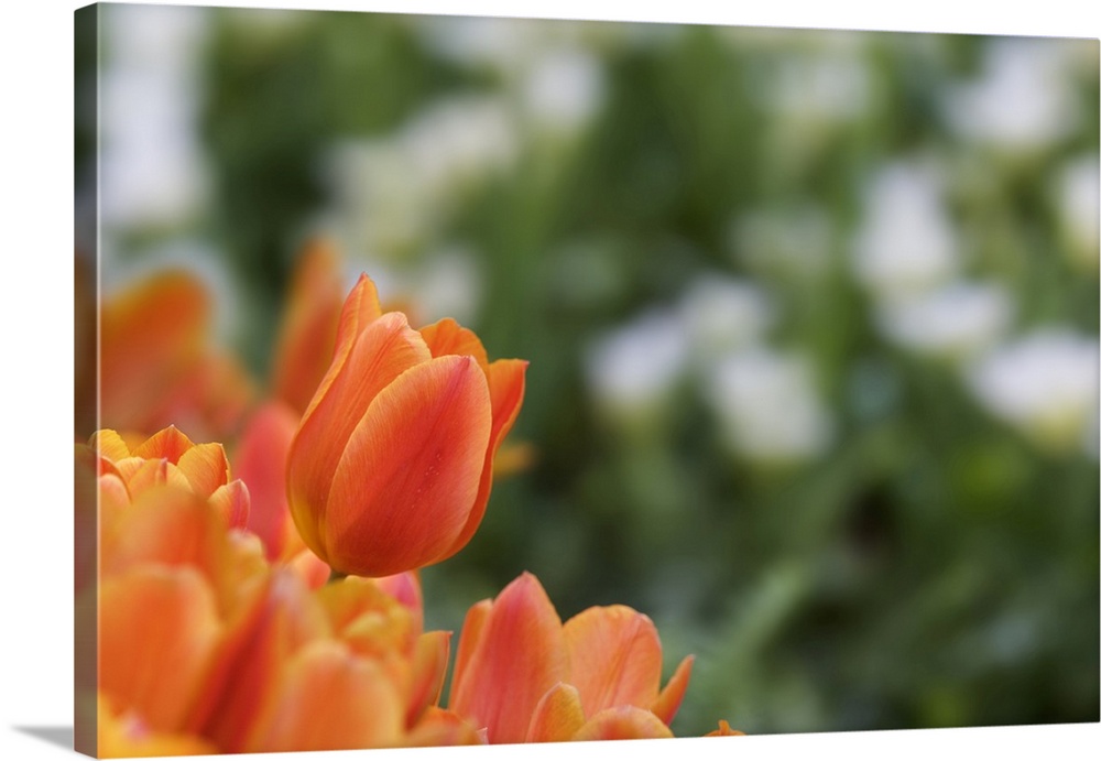 USA, California. Monarch tulips close-up. Credit: Dennis Flaherty / Jaynes Gallery