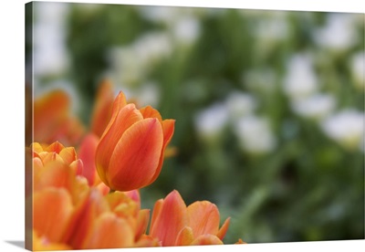 California, Monarch Tulips Close-Up