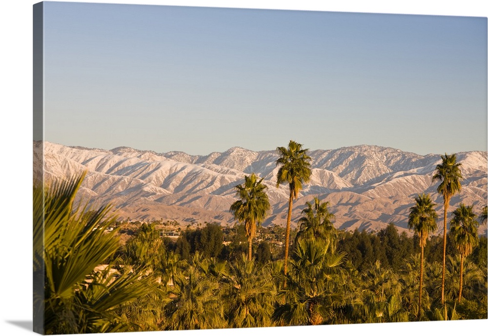 USA, California, Palm Springs. Palms and San Bernardino Mountains, sunrise.