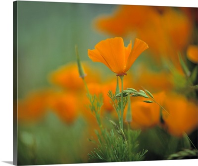 California poppies cover the hillside in Redwood National Park, in California