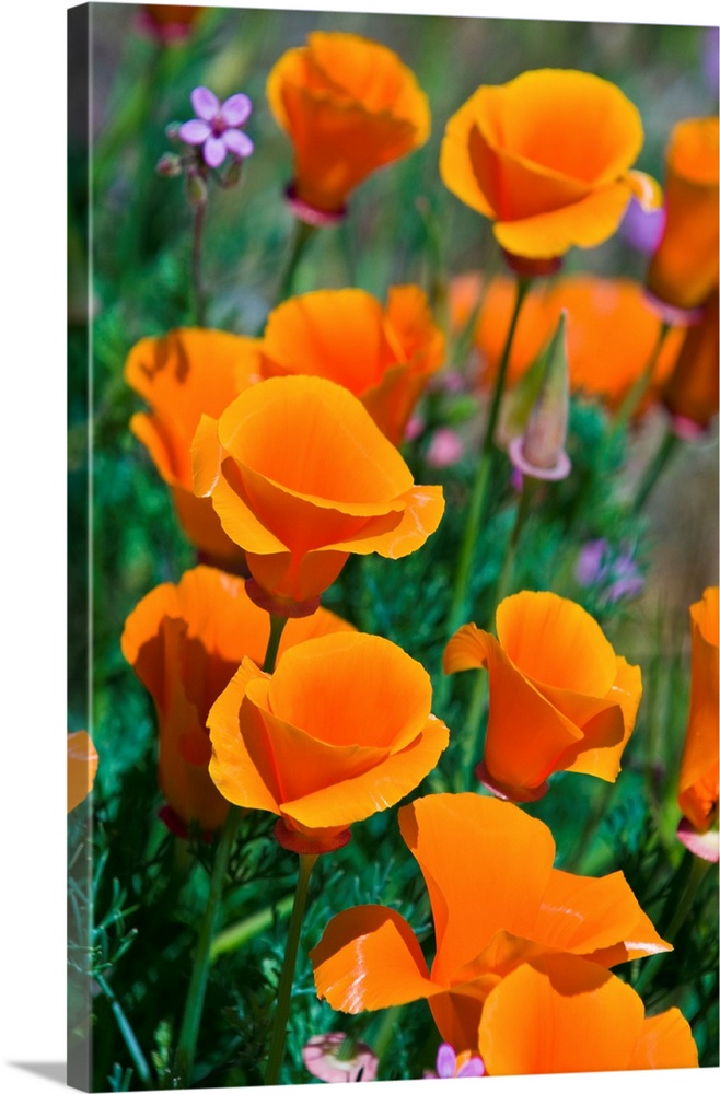 California Poppies (Eschscholzia californica), Antelope Valley, California USA.