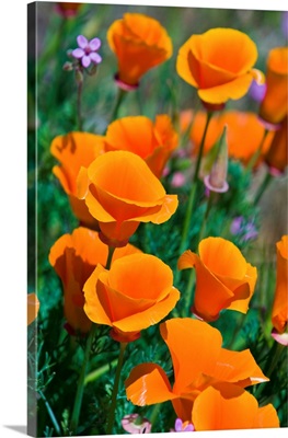 California Poppies (Eschscholzia Californica), Antelope Valley, California