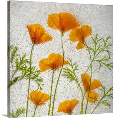 California Poppies In Ice