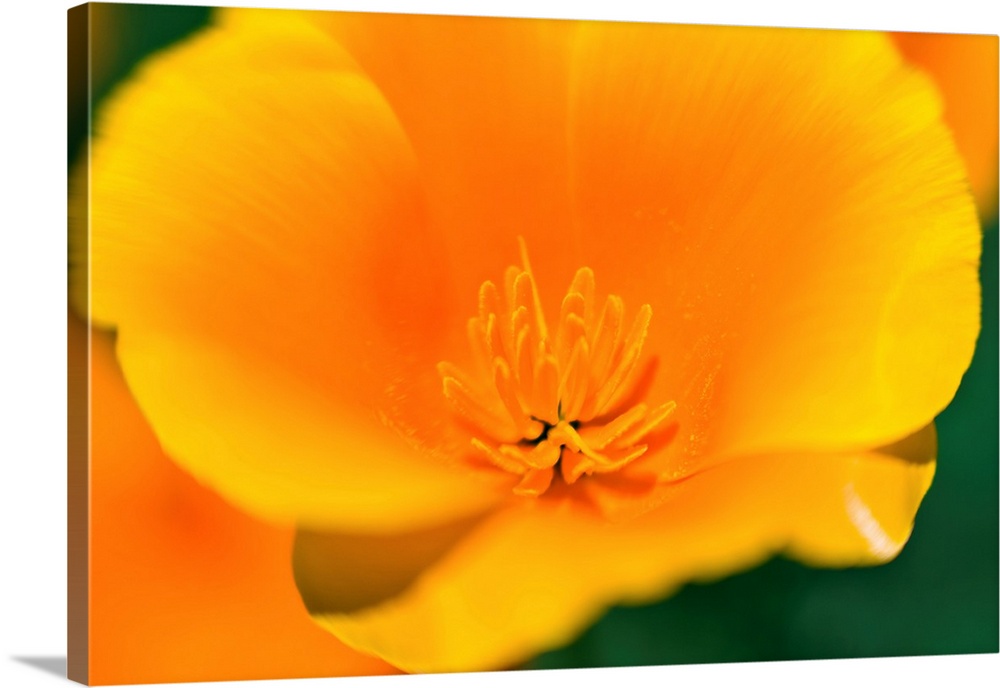 California Poppy detail (Eschscholzia californica), Antelope Valley, California USA.