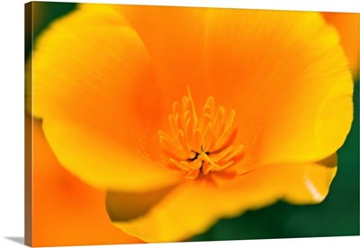 California Poppy Detail (Eschscholzia Californica), Antelope Valley, California