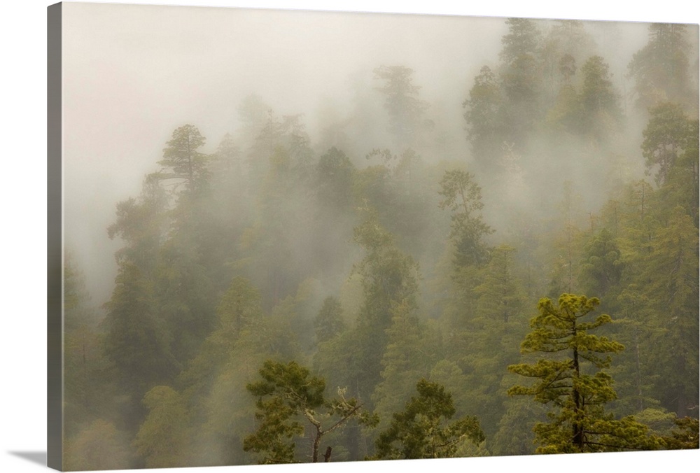USA, California, Redwood Creek Overlook, Redwood National Park. Fog covers redwood forest.