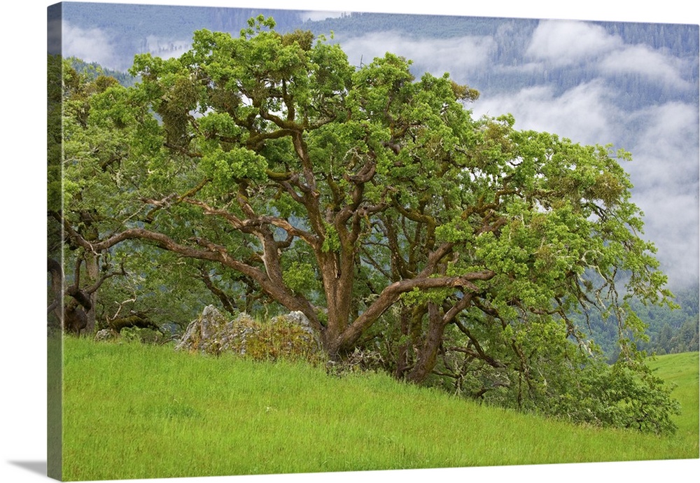USA, California, Redwood National Park. Large oak trees in mountain meadow.