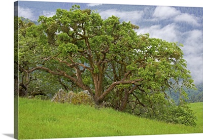 California, Redwood National Park, large oak trees in mountain meadow