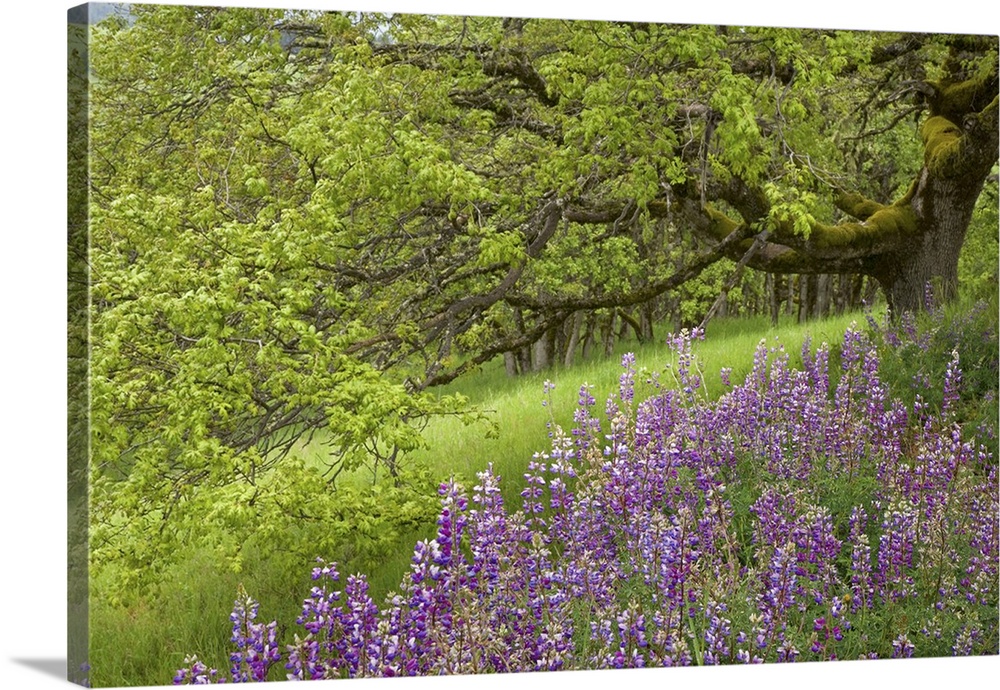 California, Redwood National Park, Lupine flowers and Oak trees in springtime.