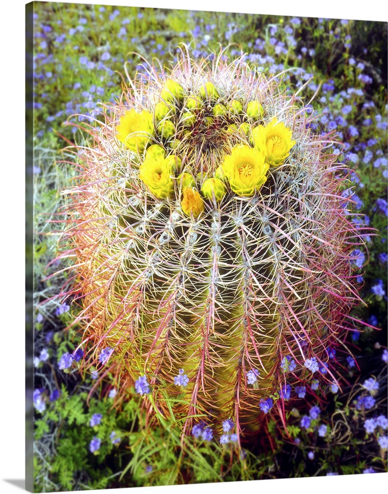 USA, California, San Diego. Blooming barrel cactus in Anza-Borrego Desert State Park.
