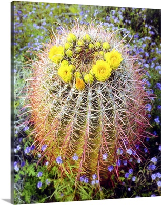 California, San Diego, barrel cactus in Anza-Borrego Desert State Park