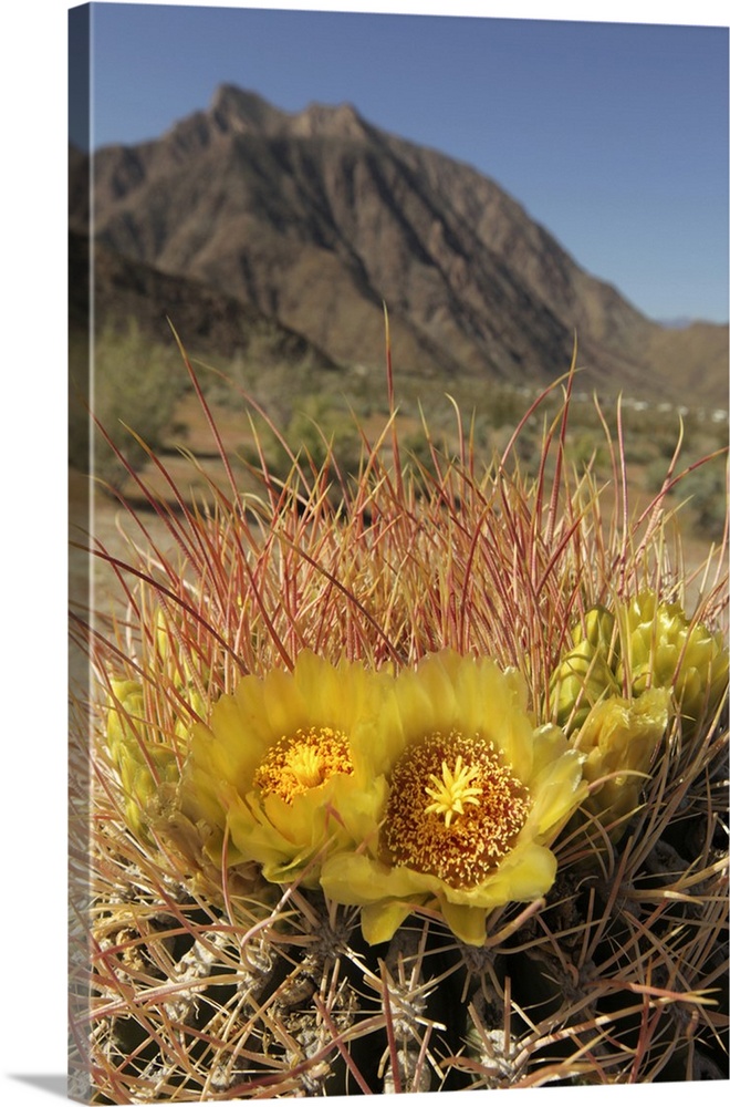USA, California, San Diego County. Blooming Barrel Cactus at Anza-Borrego Desert State Park.