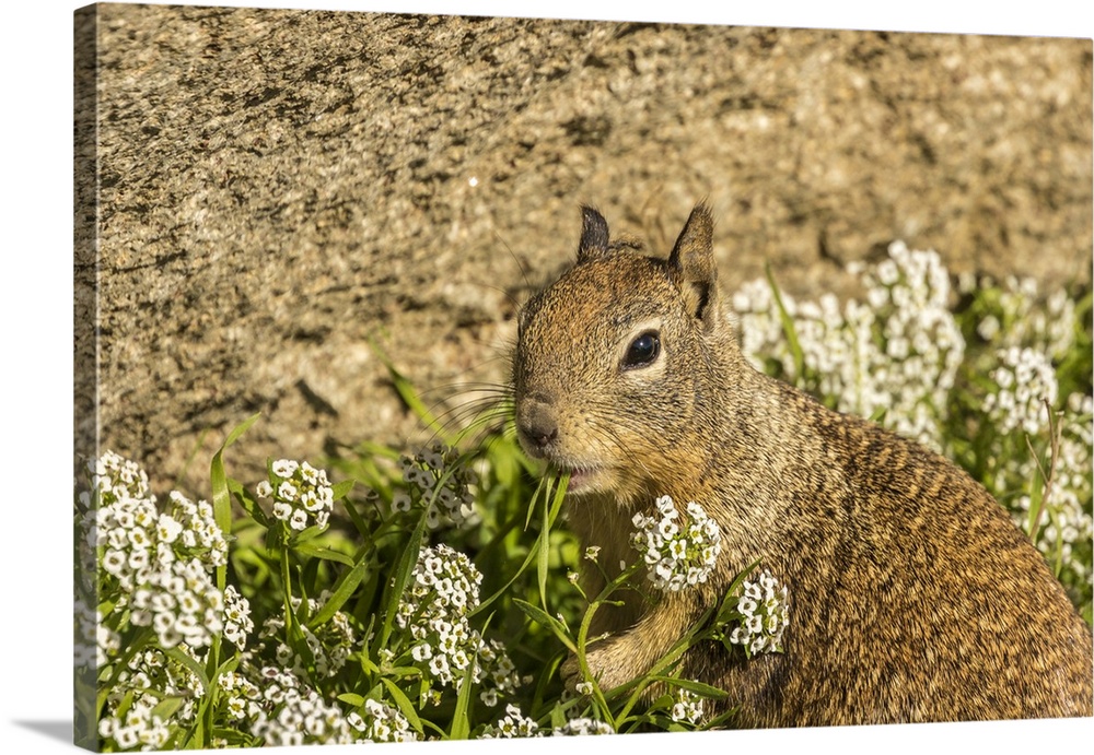 USA, California, San Luis Obispo County. California ground squirrel feeding. Credit: Cathy & Gordon Illg / Jaynes Gallery