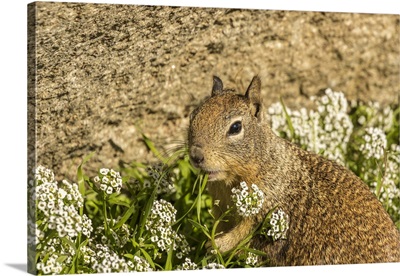 California, San Luis Obispo County, California Ground Squirrel Feeding