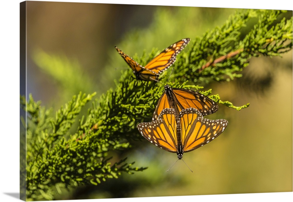 USA, California, San Luis Obispo County. Monarch butterflies on branch. Credit: Cathy & Gordon Illg / Jaynes Gallery