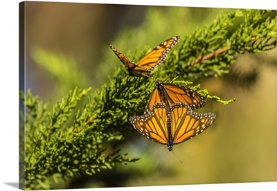 California, San Luis Obispo County, Monarch Butterflies On Branch