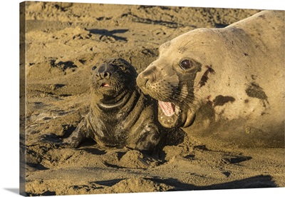 California, San Luis Obispo County, Northern Elephant Seal Female And Pup