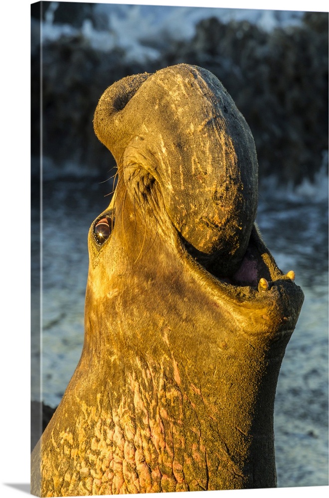 USA, California, San Luis Obispo County. Northern elephant seal male calling. Credit: Cathy & Gordon Illg / Jaynes Gallery