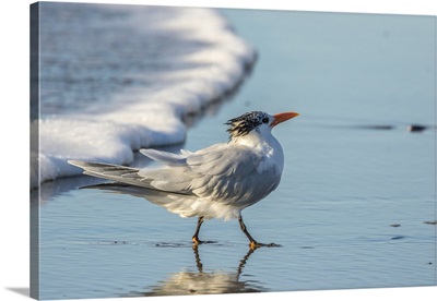 California, San Luis Obispo County, Royal Tern On Shore