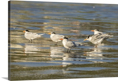 California, San Luis Obispo County, Royal Terns Reflect In Shore Water