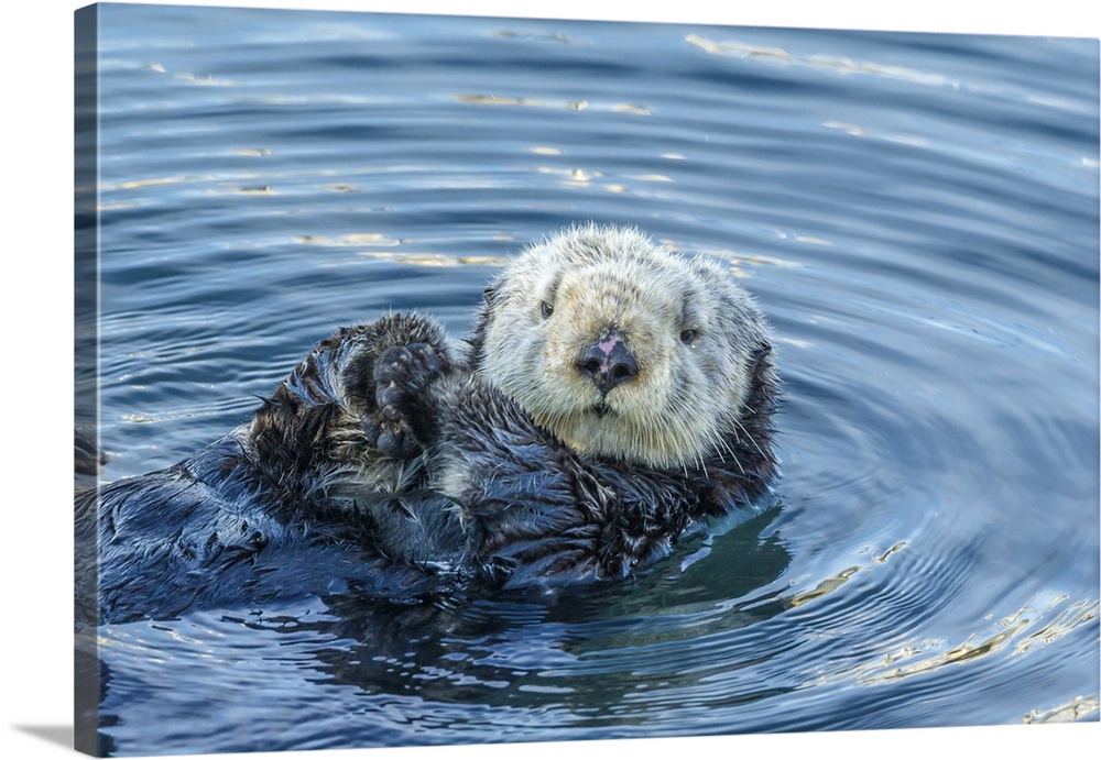 USA, California, San Luis Obispo County. Sea otter grooming. Credit: Cathy & Gordon Illg / Jaynes Gallery