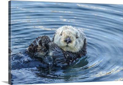 California, San Luis Obispo County, Sea Otter Grooming