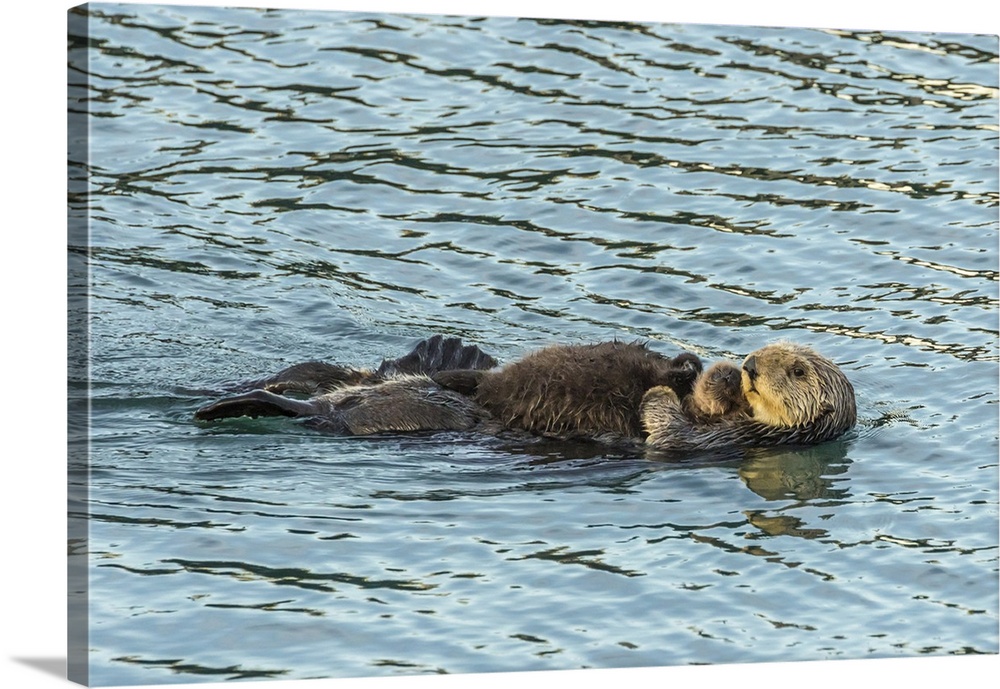 USA, California, San Luis Obispo County. Sea otter mom and pup. Credit: Cathy & Gordon Illg / Jaynes Gallery