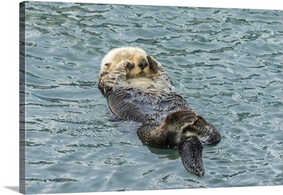California, San Luis Obispo County, Sea Otter Sleeping