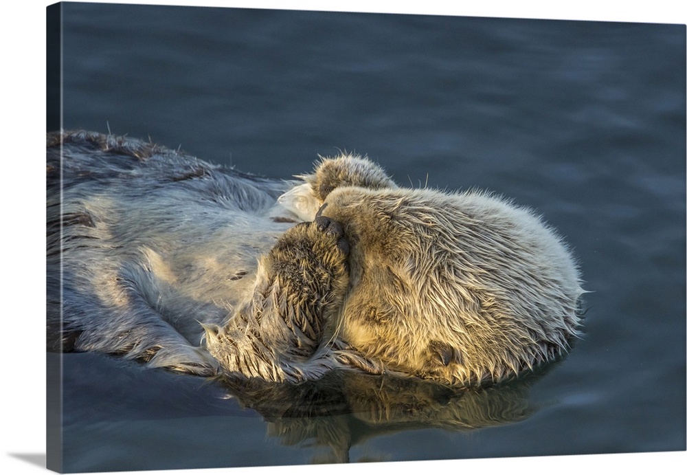 USA, California, San Luis Obispo County. Sea otter sleeping. Credit: Cathy & Gordon Illg / Jaynes Gallery