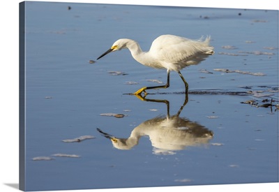 California, San Luis Obispo County, Snowy Egret Reflects In Ocean Water