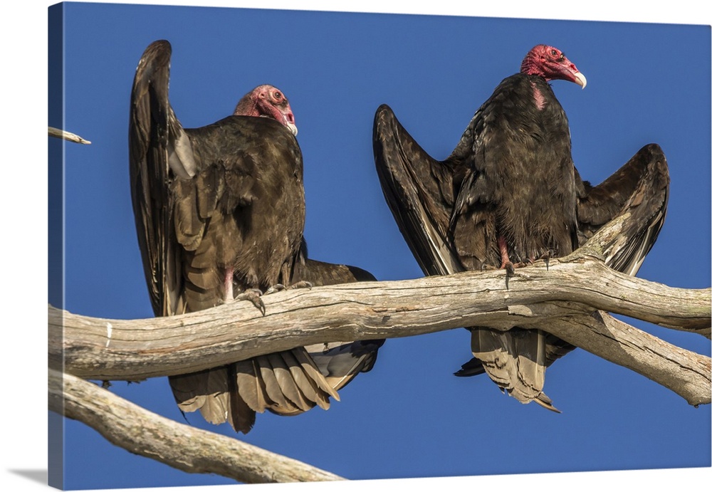 USA, California, San Luis Obispo County. Turkey vultures close-up on limb. Credit: Cathy & Gordon Illg / Jaynes Gallery