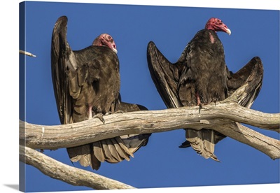 California, San Luis Obispo County, Turkey Vultures Close-Up On Limb