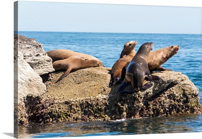 California Sea Lion Colony Haul Out Called La Lobera, Isla Coronado, Mexico