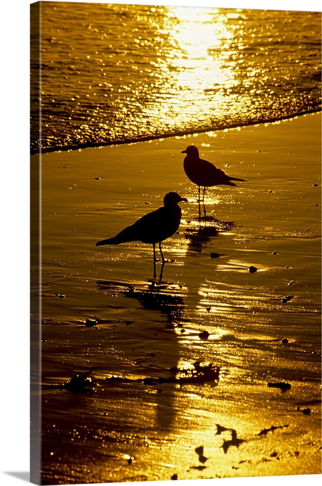 California, Seagulls, Beach.