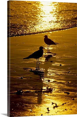 California, Seagulls, Beach