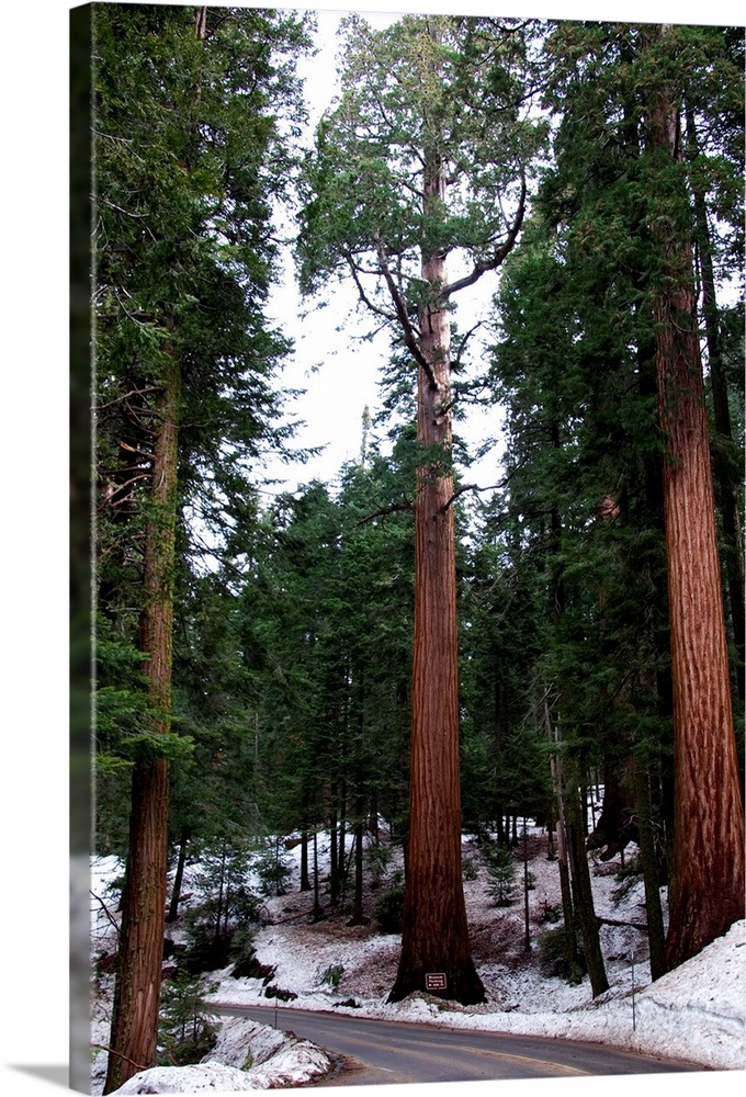 Giant redwood trees in Sequoia National Park, California.