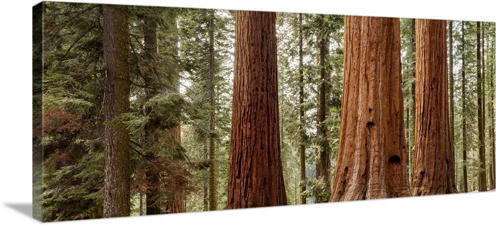 USA, California, Sequoia National Park, Panoramic view of giant sequoia trees