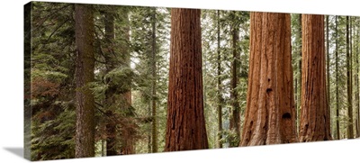 California, Sequoia National Park, Panoramic view of giant sequoia trees