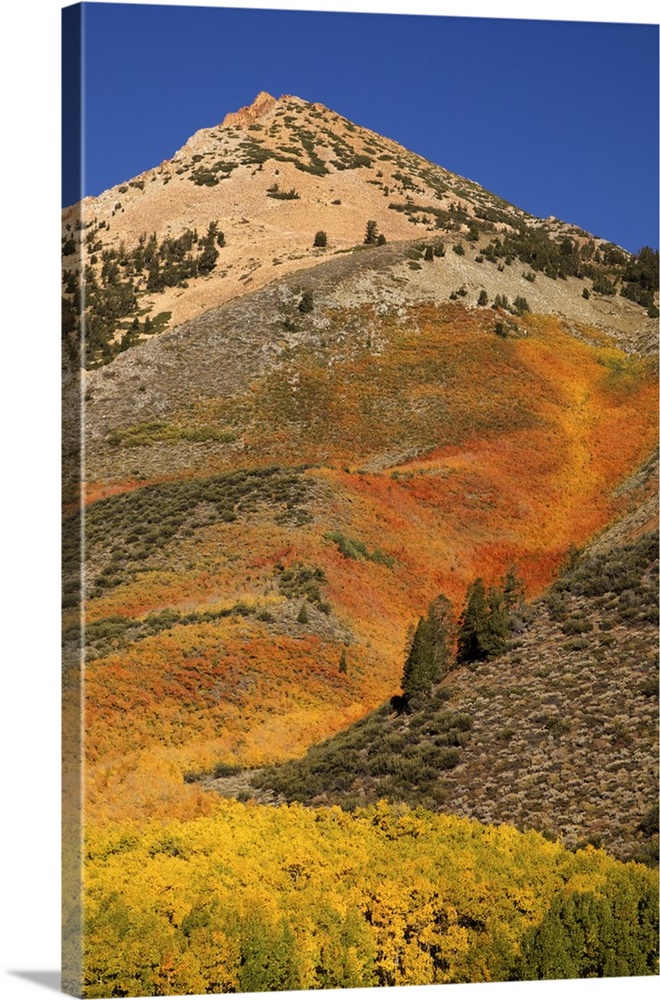 USA, California, Sierra Nevada Mountains. Autumn color on mountain near North Lake.