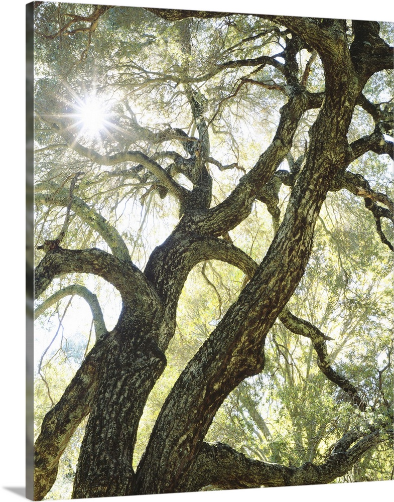 USA, California, San Diego. Sunlight streams through a live oak tree in Cuyamaca Rancho State Park.